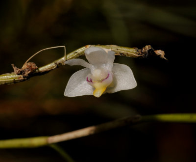Dendrobium sp.