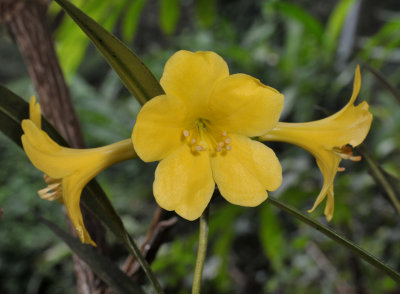 Rhododendron javanicum ssp. gracile. Close-up.