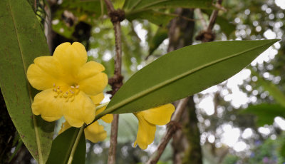 Rhododendron javanicum ssp. gracile. Closer.