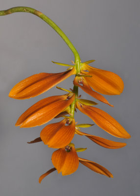 Bulbophyllum kanburiensis aff. Closer.