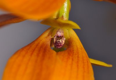 Bulbophyllum kanburiensis aff. Close-up.