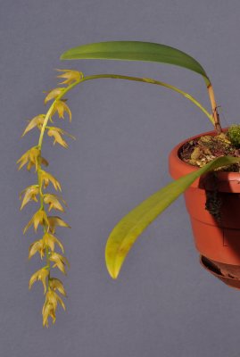 Bulbophyllum obliquum