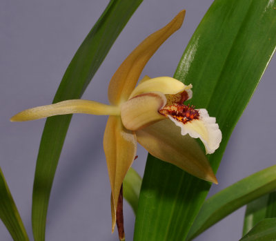 Coelogyne lawrenceana. Close-up side.