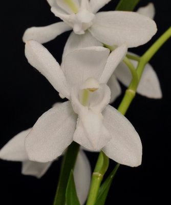 Coelogyne nitida  alba. Close-up.