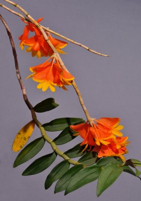Dendrobium chrysopterum