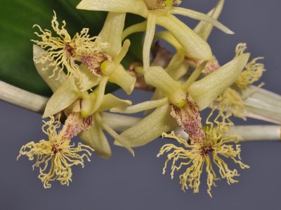 Dendrobium comatum. Close-up.