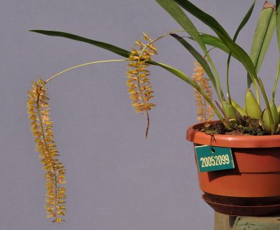 Dendrochilum sp.