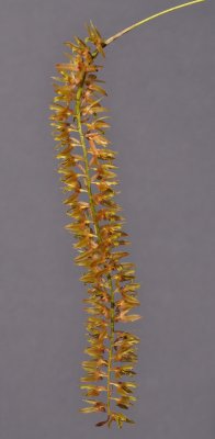 Dendrochilum sp. Closer.