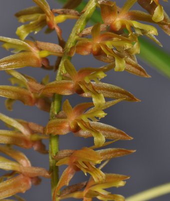 Dendrochilum sp. Close-up.