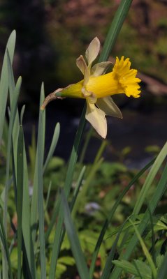 Narcissus pseudonarcissus. Closer.