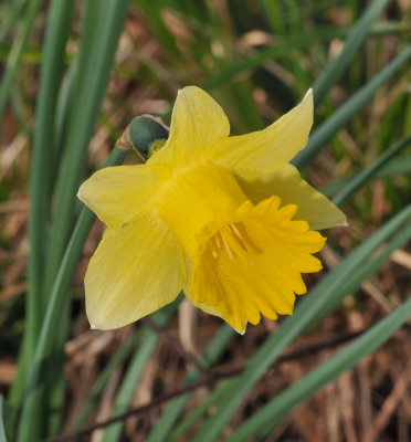 Narcissus pseudonarcissus. Close-up.