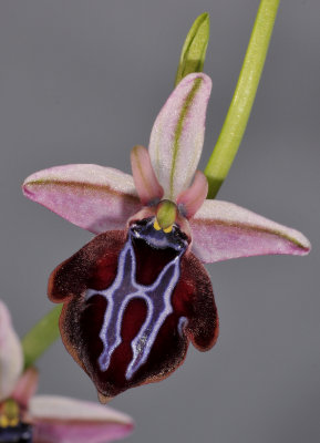 Ophrys sphegodes subsp. spruneri. Close-up.