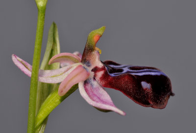 Ophrys sphegodes subsp. spruneri. Close-up side.