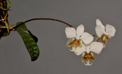 Phalaenopsis stuartiana 