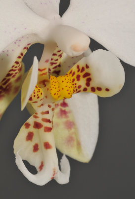 Phalaenopsis stuartiana. Close-up lip.