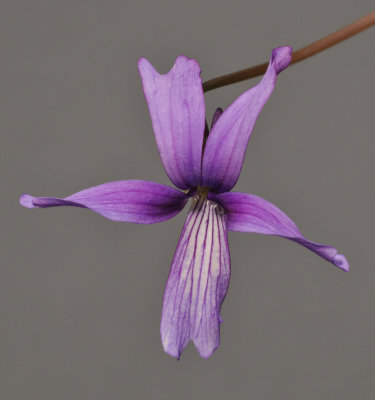 Viola sp. Taiwan.