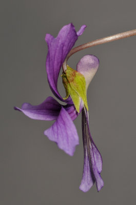 Viola sp. Taiwan side.