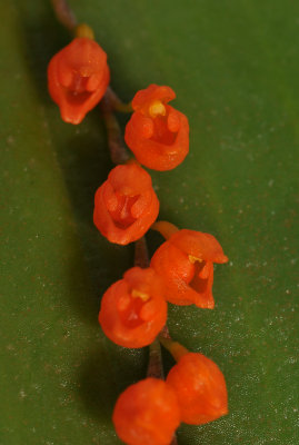 Pleurothallis truncata. Close-up.