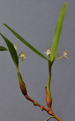 Prosthechea pygmaea