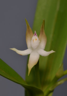 Prosthechea pygmaea. Close-up.