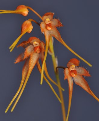 Bulbophyllum taiwanense. Closer.