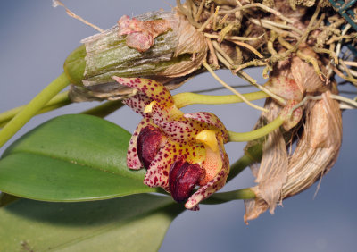 Bulbophyllum leopardinum