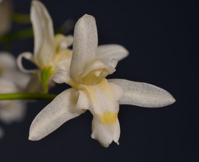 Chelonistele sulphurea subsp. sulphurea. Close-up. 