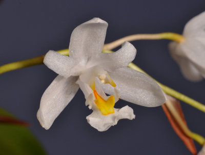 Chelonistele unguiculata. Close-up. 