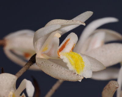 Coelogyne multiflora. Close-up side. 