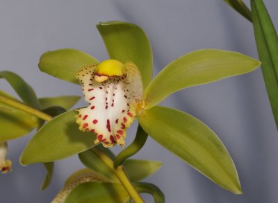 Cymbidium hookerianum. Close-up.