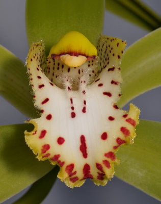 Cymbidium hookerianum. Close-up lip.