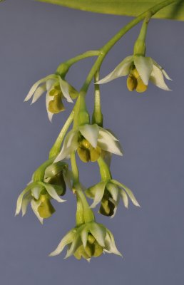 Dendrobium crassilabium. Closer.