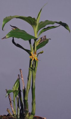 Phaius robertsii 