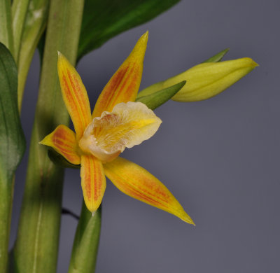 Phaius robertsii. Closer. 