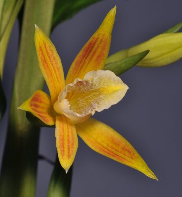 Phaius robertsii. Close-up. 