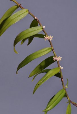 Trichoglottis rosea