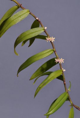 Trichoglottis rosea 