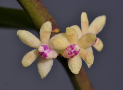 Trichoglottis rosea. Close-up. 