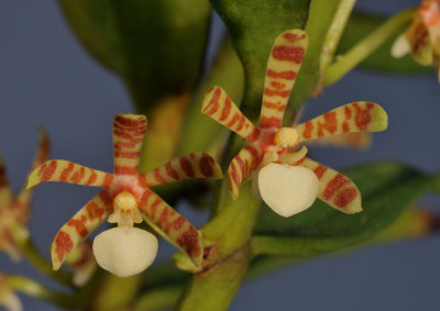 Trichoglottis kinabaluensis. Closer. 