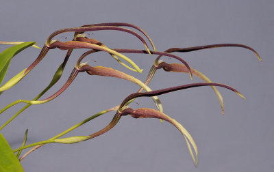 Bulbophyllum antenniferum. Closer. 