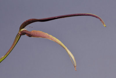 Bulbophyllum antenniferum. Close-up. 