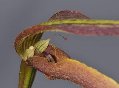 Bulbophyllum antenniferum. Close-up.