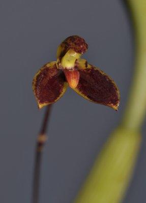 Bulbophyllum hemisterranthum. Close-up. 