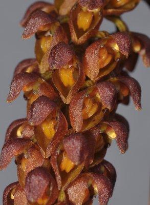 Bulbophyllum univenum. Close-up.