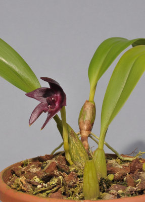 Bulbophyllum vinaceum