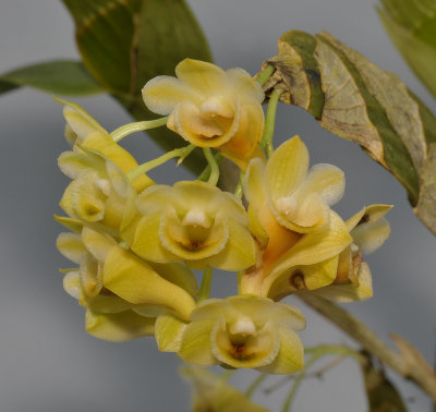 Dendrobium ypsilon. Closer.