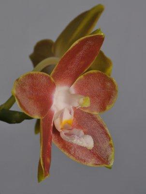 Phalaenopsis venosa. Close-up side. 