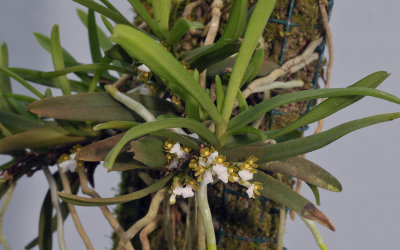 Trichoglottis triflora