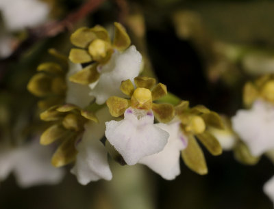 Trichoglottis triflora. Close-up.