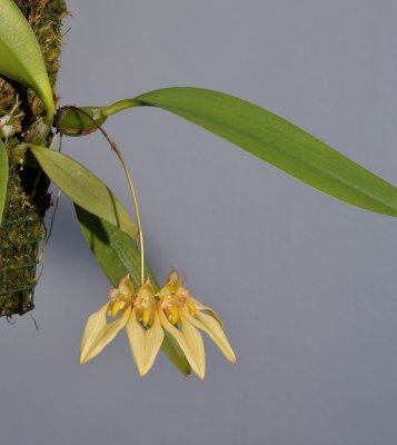 Bulbophyllum annandalei yellow form.
